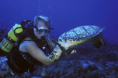Palvelu: Discover Scuba Diving!