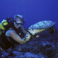 Palvelu: Discover Scuba Diving!