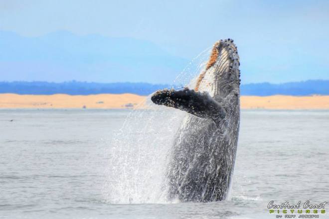 Central Coast Sailing and Ocean Rafting Adventures