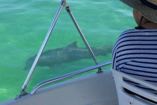 WILD FLORIDA BOATING ADVENTURE