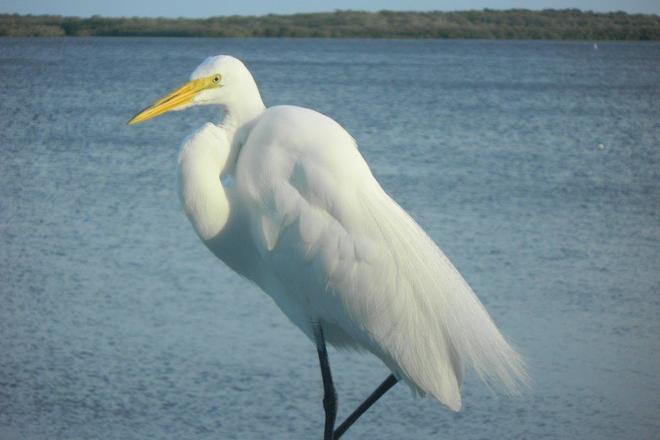 WILD FLORIDA BOATING ADVENTURE