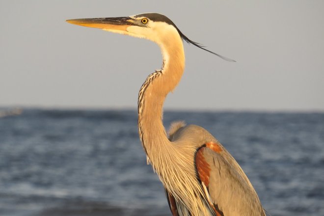 WILD FLORIDA BOATING ADVENTURE