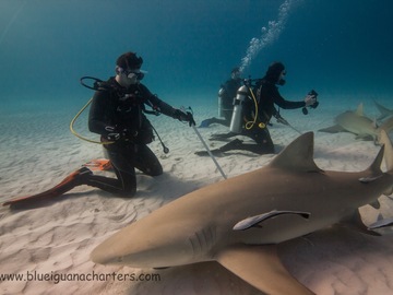 Tjänst: Diving with Tiger Sharks