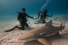 Tjänst: Diving with Tiger Sharks