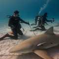 Palvelu: Diving with Tiger Sharks